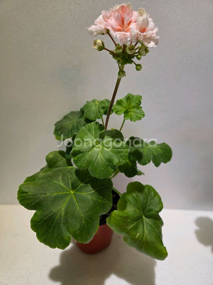 모카씨 k제라늄--0