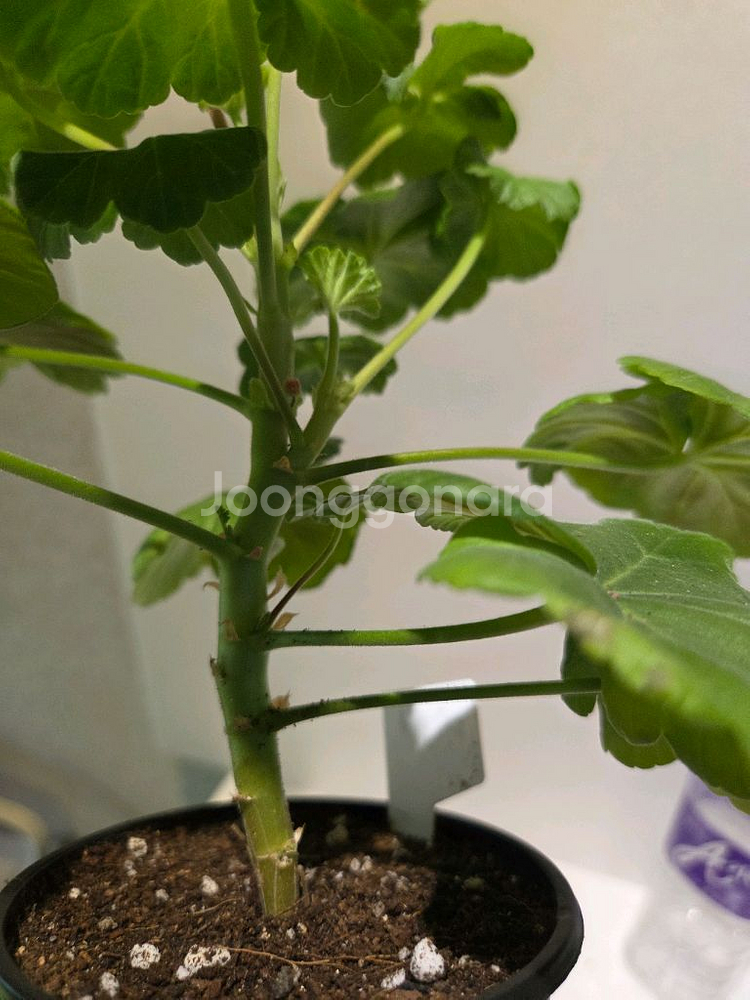 모카씨 k제라늄--3