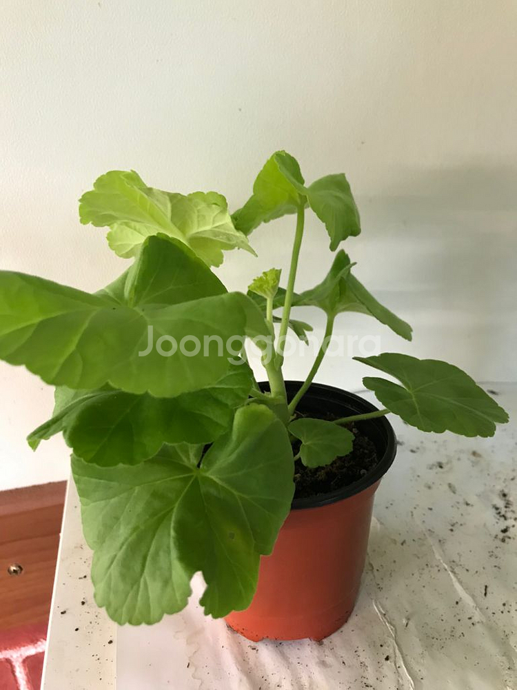 bb또르르 제라늄--3