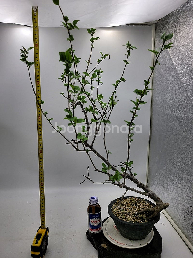 콩배나무 분재 정원수 인테리어식물 카페화분--2