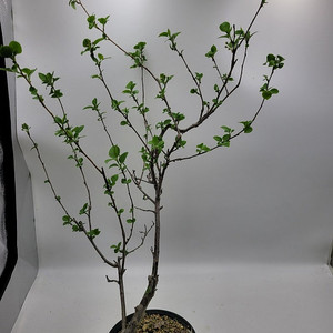 콩배나무 분재 정원수 인테리어식물 카페화분