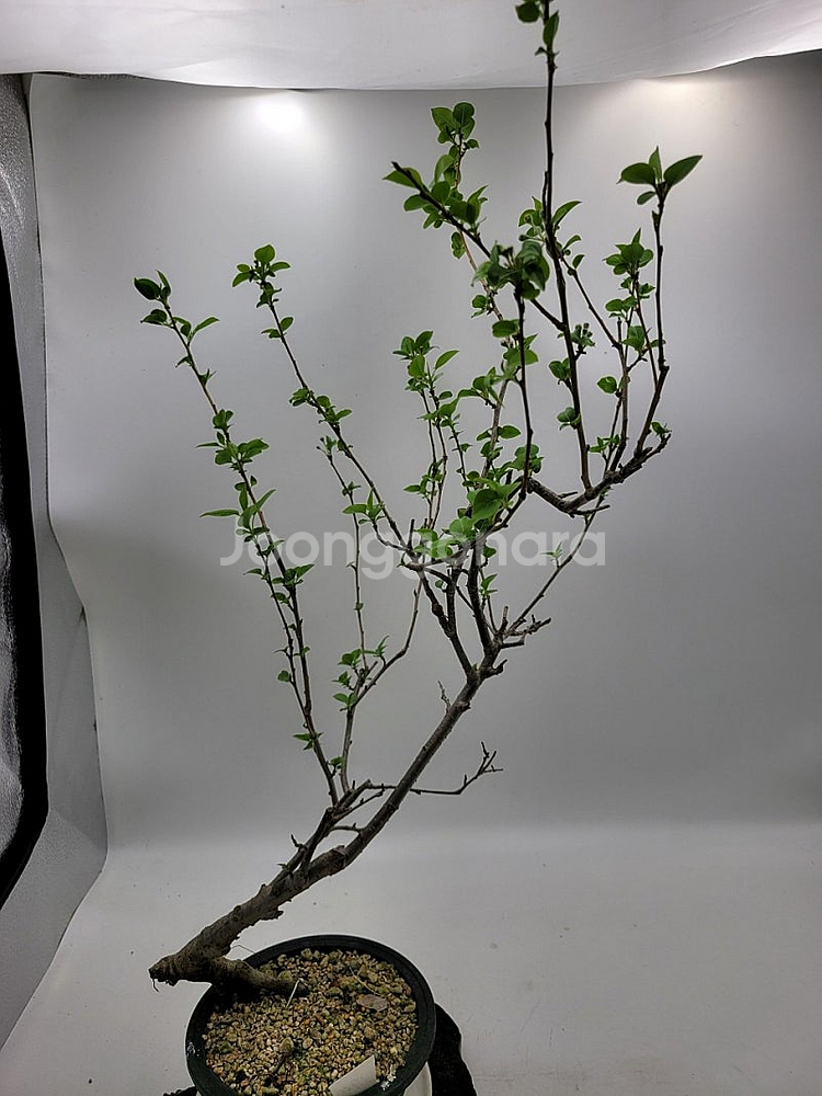 콩배나무 분재 정원수 인테리어식물 카페화분--1
