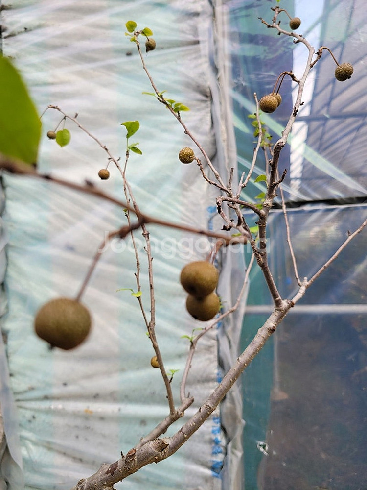콩배나무 분재 정원수 인테리어식물 카페화분--3