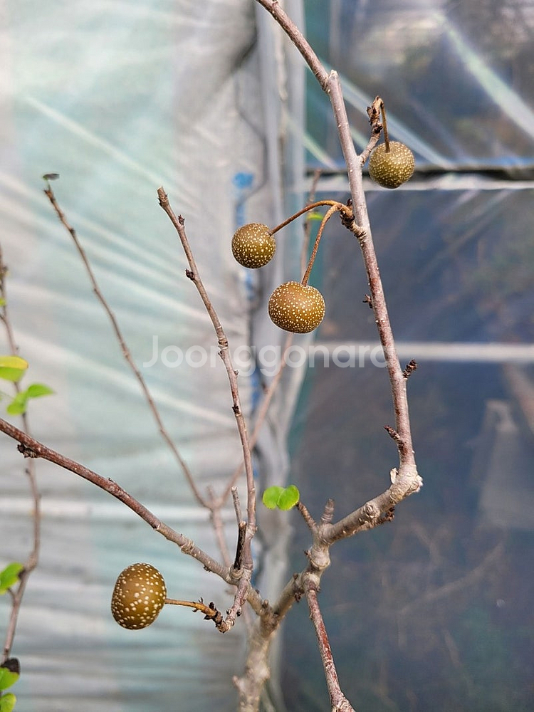 콩배나무 분재 정원수 인테리어식물 카페화분--5