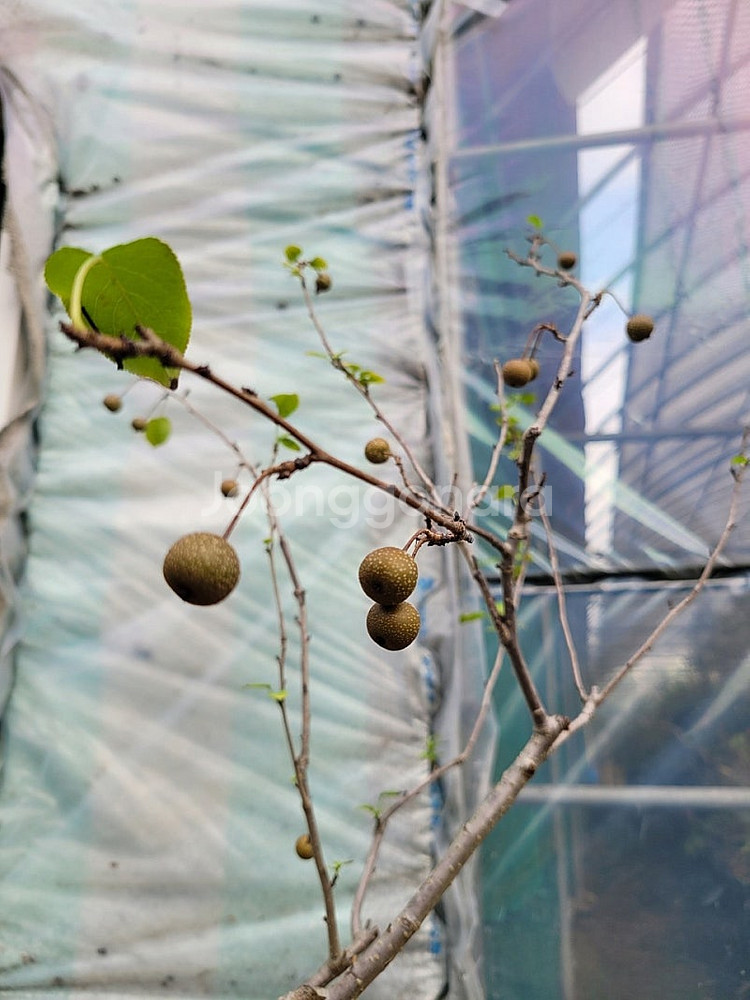 콩배나무 분재 정원수 인테리어식물 카페화분--4