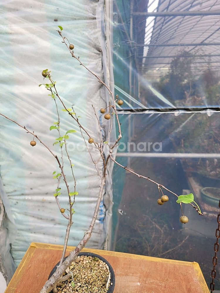 콩배나무 분재 정원수 인테리어식물 카페화분--6