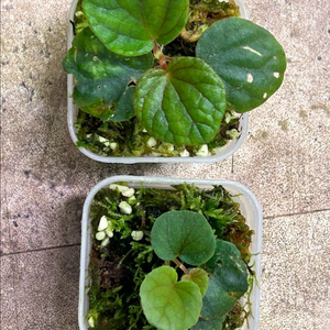 베고니아 SP. (구근 원종)