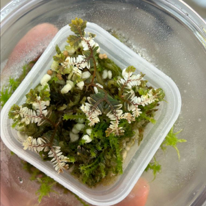 운시나타 화이트 바리