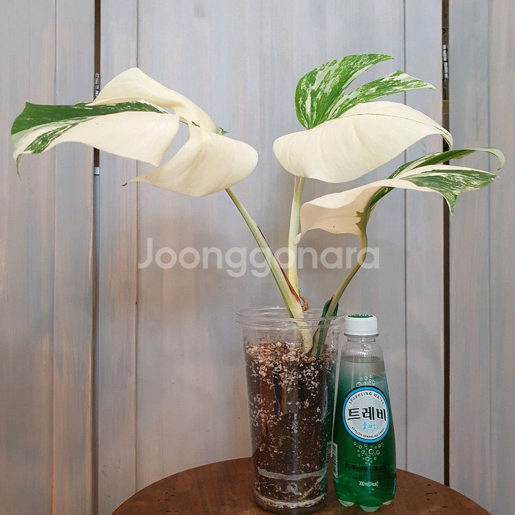 #탑3장 #잎22cm ~ 몬스테라 알보 바리에가타--1