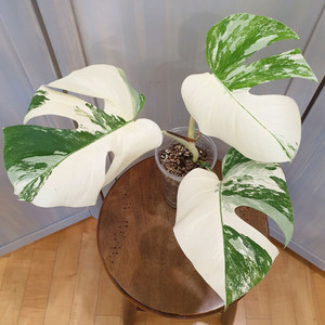 #탑3장 #잎22cm ~ 몬스테라 알보 바리에가타