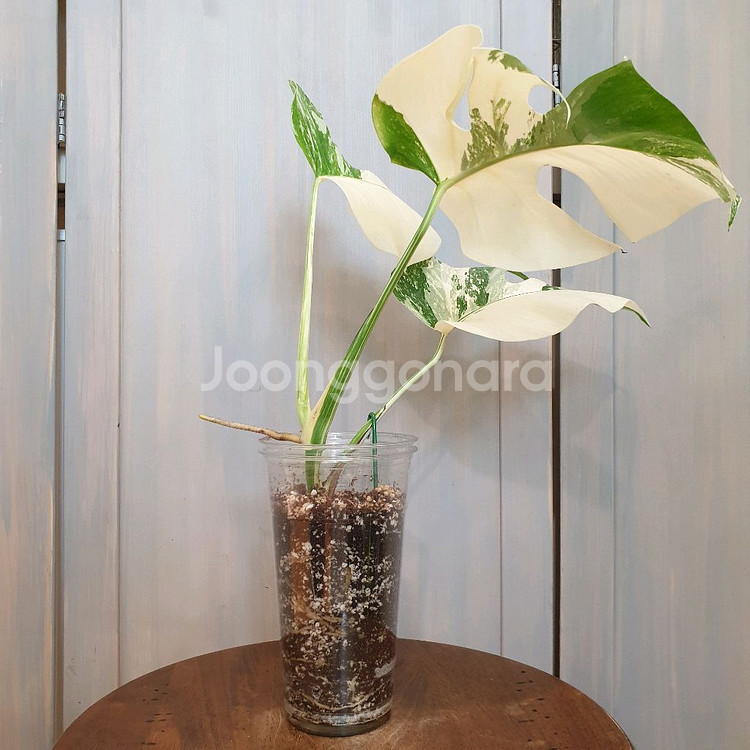 #탑3장 #잎22cm ~ 몬스테라 알보 바리에가타--3