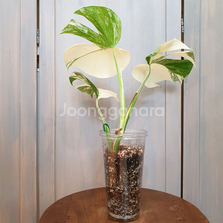 #탑3장 #잎22cm ~ 몬스테라 알보 바리에가타--2