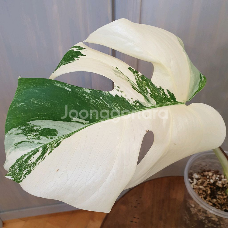 #탑3장 #잎22cm ~ 몬스테라 알보 바리에가타--6