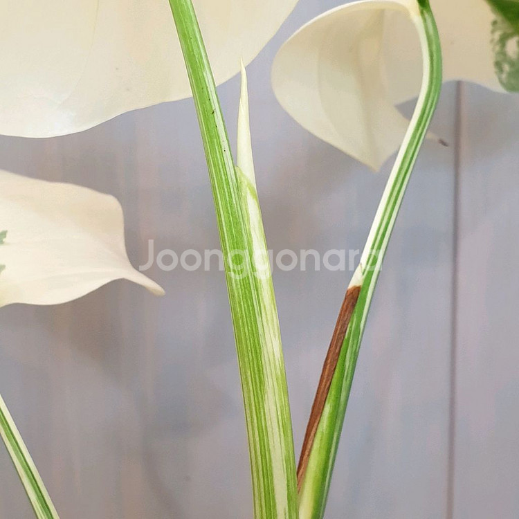 #탑3장 #잎22cm ~ 몬스테라 알보 바리에가타--8