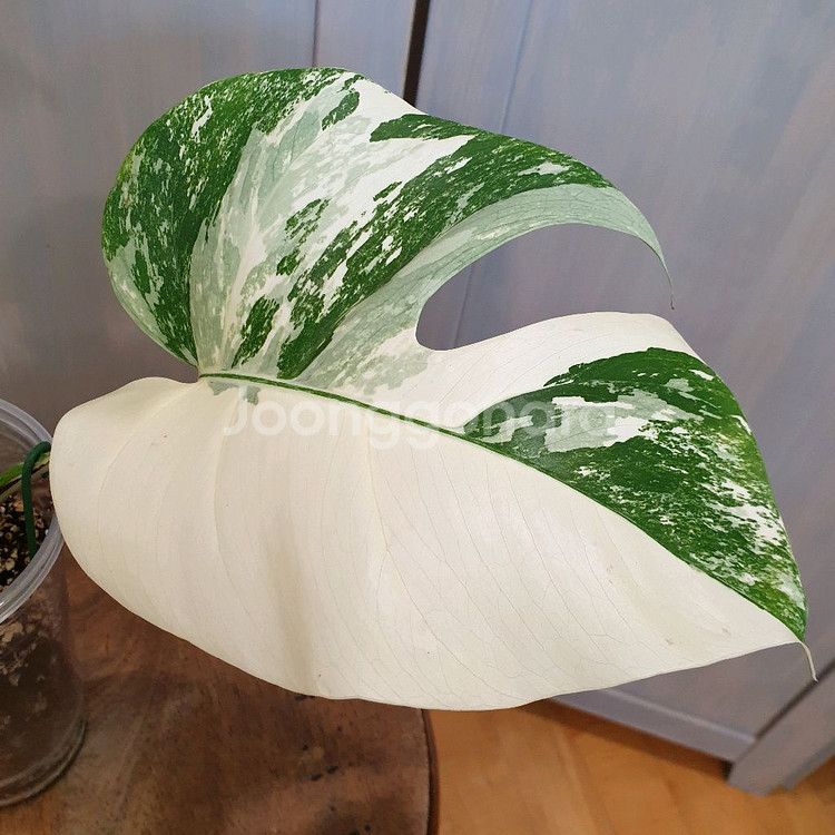 #탑3장 #잎22cm ~ 몬스테라 알보 바리에가타--5