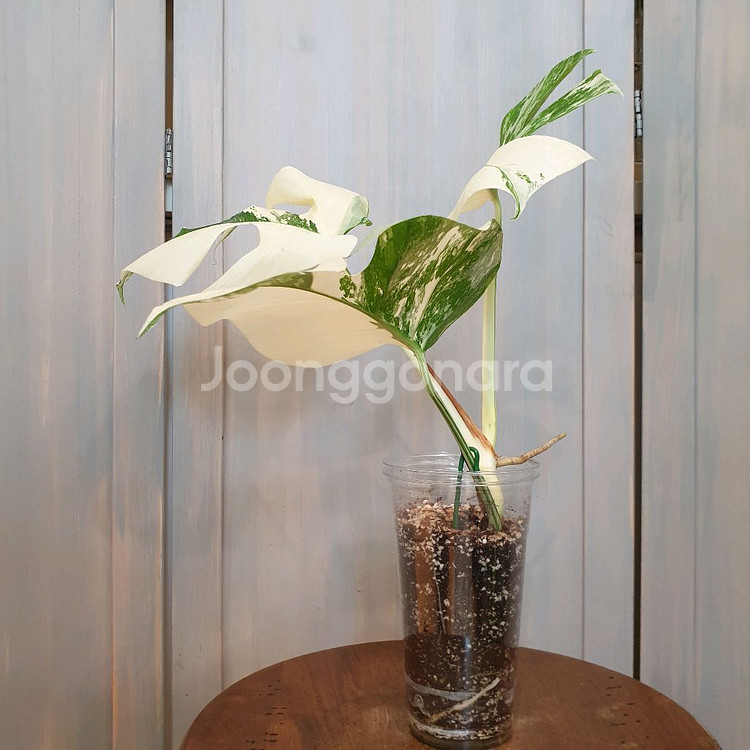 #탑3장 #잎22cm ~ 몬스테라 알보 바리에가타--4