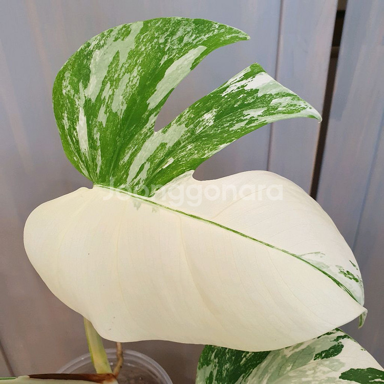 #탑3장 #잎22cm ~ 몬스테라 알보 바리에가타--7