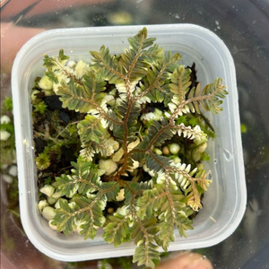 운시타타 화이트 바리