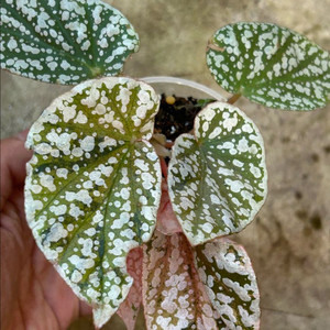 베고니아 화이트캡 바리