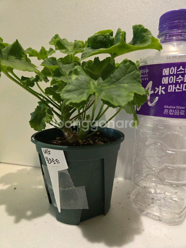 Ug실크로드 러시아제라늄--1