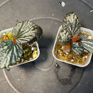 베고니아 sp. 보르네요