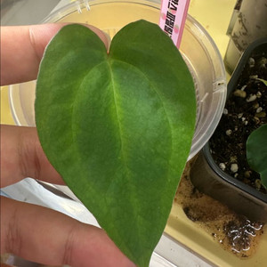 안스리움 파필릴라미넘