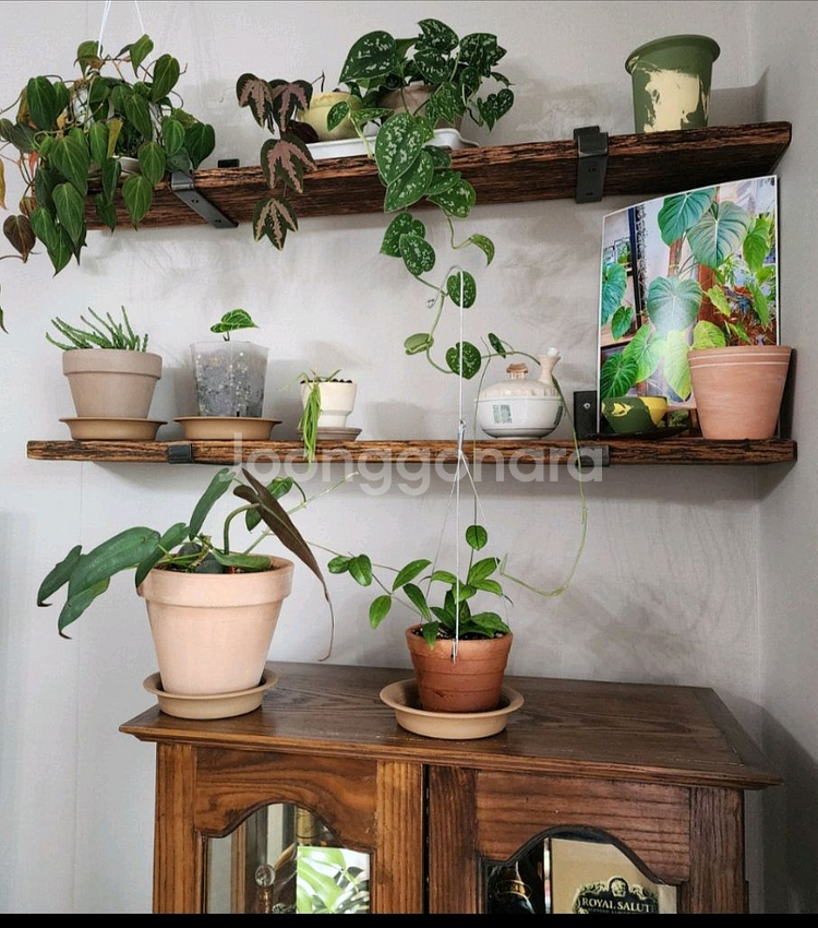 100년이상된 올드오크 빈티지 고재 벽선반 카페벽선반--1