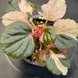 베고나아 cucullata pink var