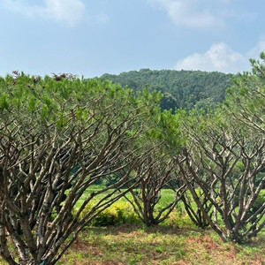#반송 , 주목 특가 대량 할인 판매 진행 합니다#