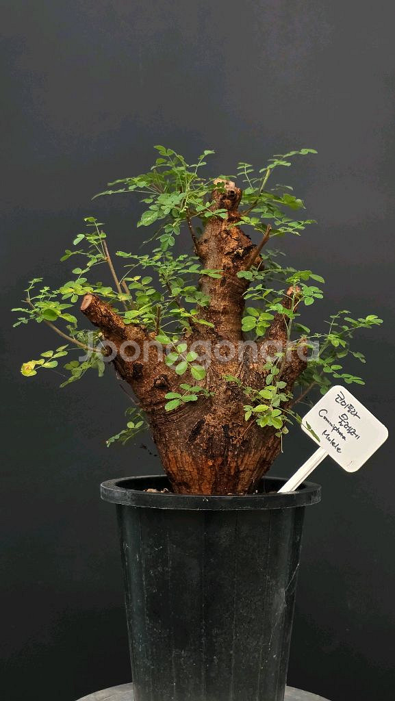 코미포라 물렐레 (아프리카식물/코덱스)--1