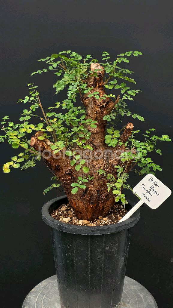 코미포라 물렐레 (아프리카식물/코덱스)--0