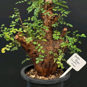 코미포라 물렐레 (아프리카식물/코덱스)