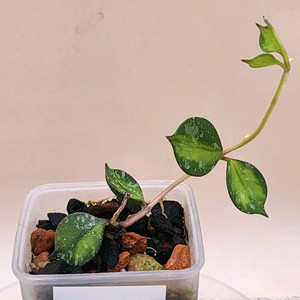 호야 커티시 이너바리