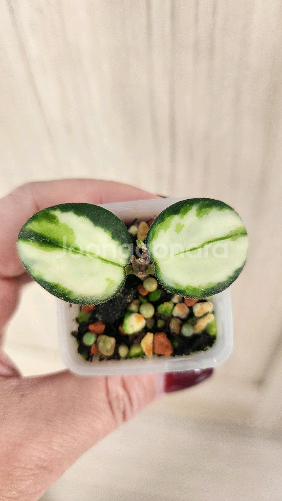 호야 마틸드 바리에가타--0