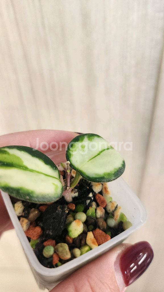 호야 마틸드 바리에가타--4