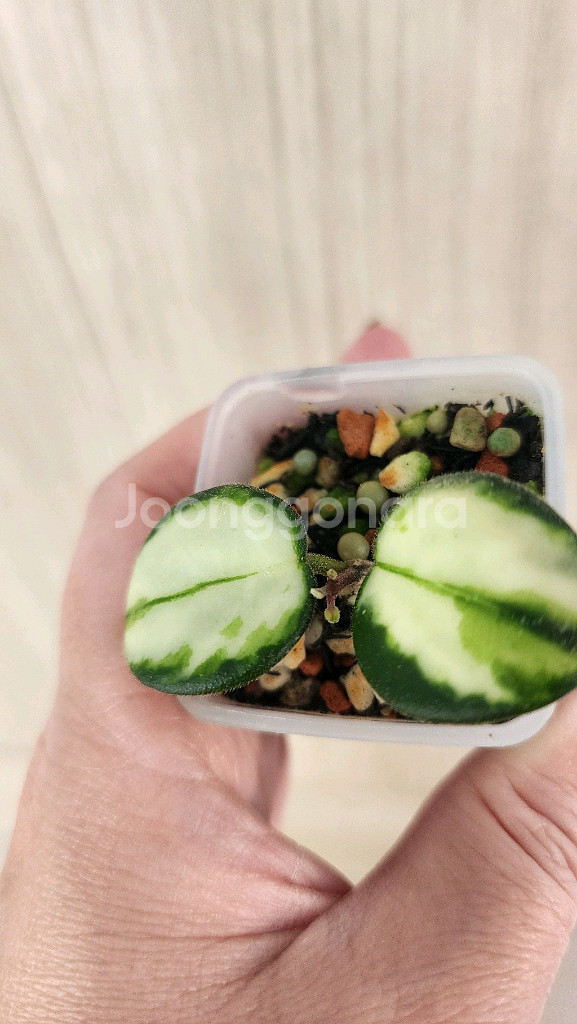 호야 마틸드 바리에가타--1