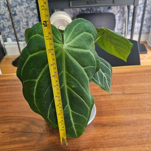 안스리움 매그니피컴 리갈 하이브리드