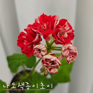 나도색종이초이 제라늄