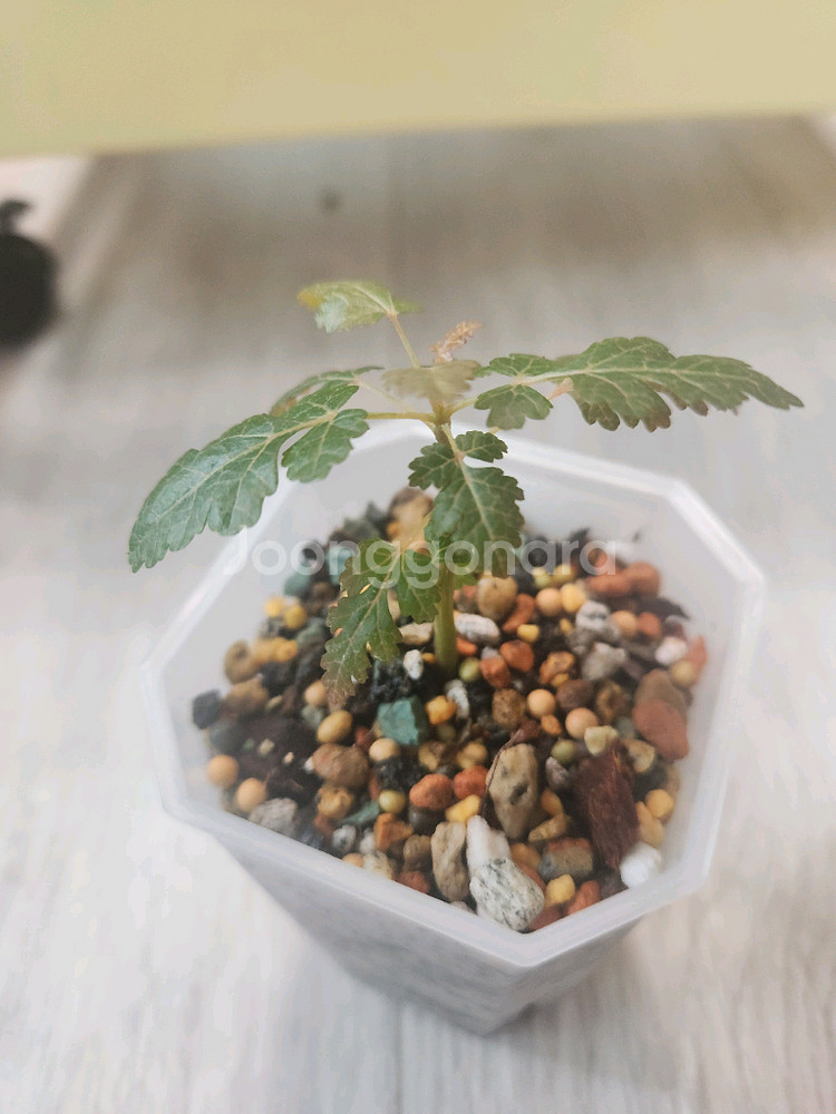 아프리카 코덱스 식물 보수웰리아 소코나나 파종--1