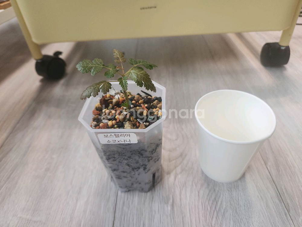 아프리카 코덱스 식물 보수웰리아 소코나나 파종--0