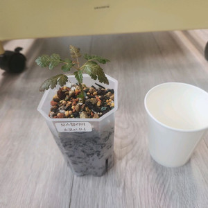 아프리카 코덱스 식물 보수웰리아 소코나나 파종