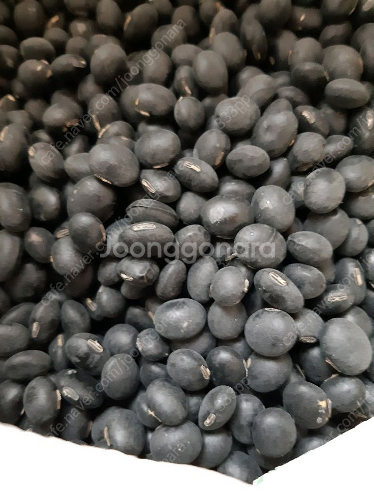 24년 서리태 팝니다 직접농사--0