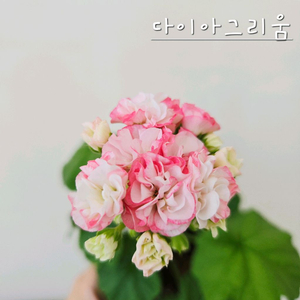 다이아그리움 제라늄