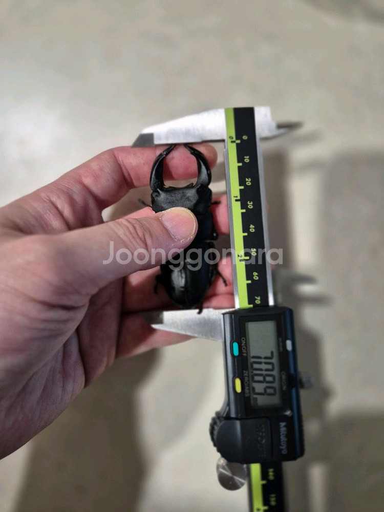 왕사슴벌레 암수 페어 판매--0