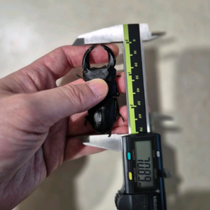 왕사슴벌레 암수 페어 판매