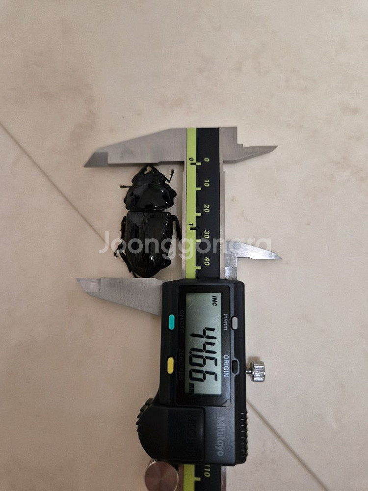 왕사슴벌레 암수 페어 판매--1