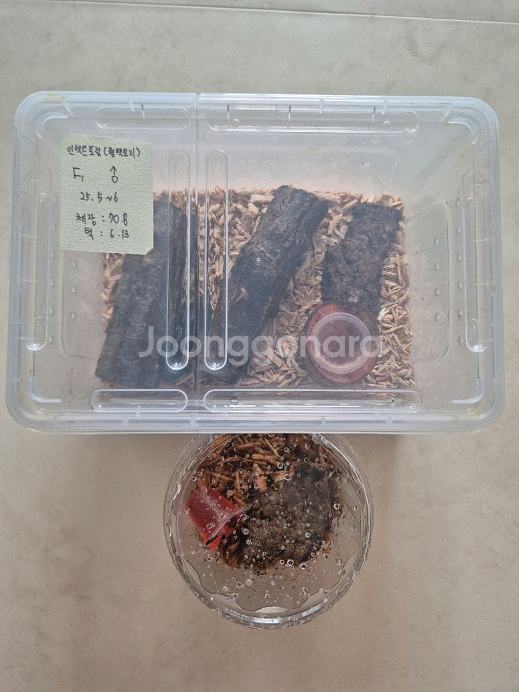 왕사슴벌레 암수 페어 판매--2