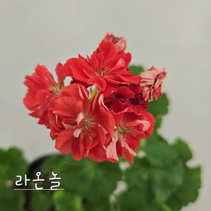 라온놀 제라늄