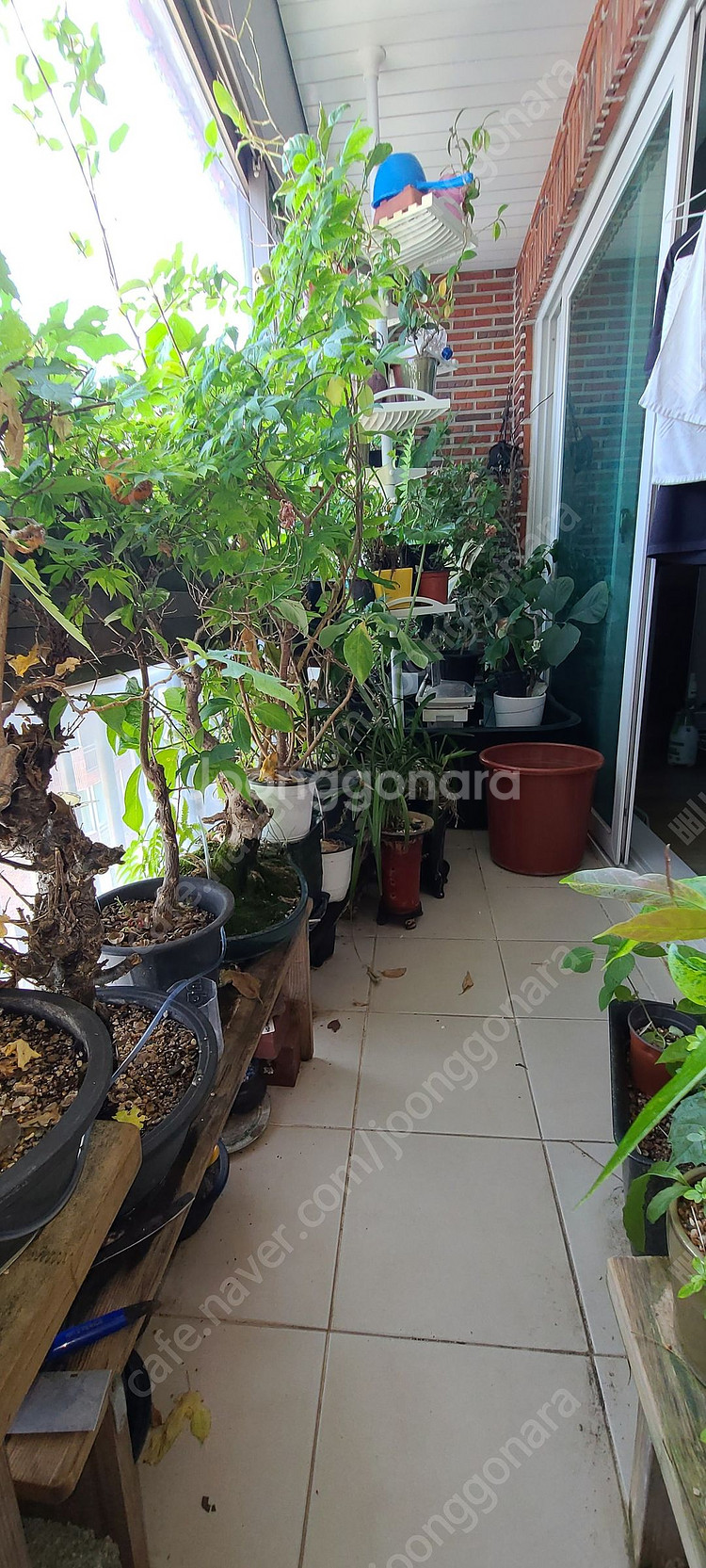 분재,식물,화분 팝니다--0