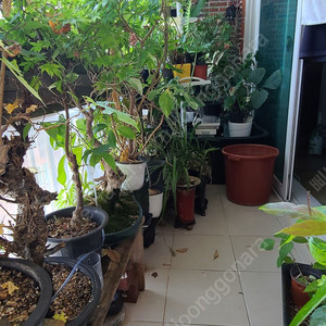 분재,식물,화분 팝니다